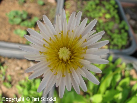 Taraxacum pseudoroseum, 